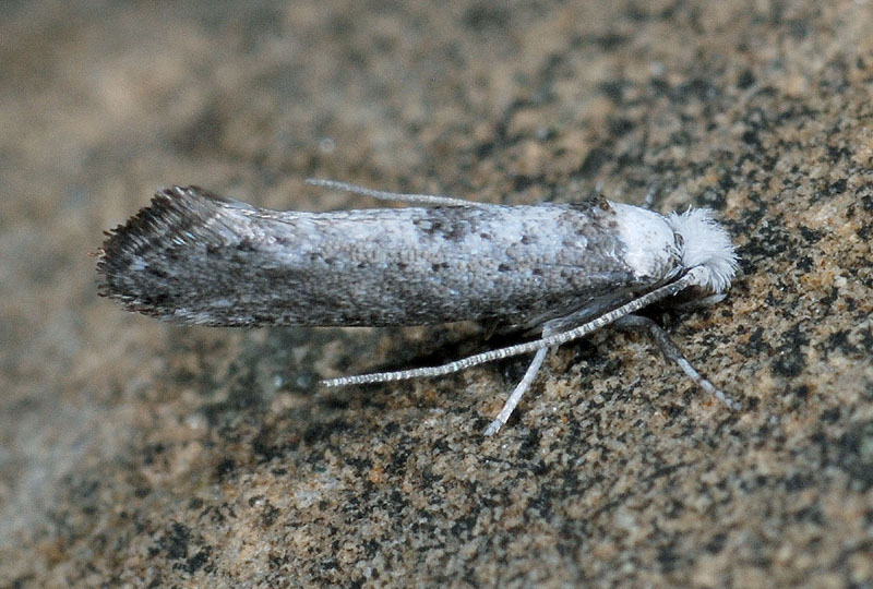 Nuovi Microlepidotteri - Paraswam****mia albicapitella